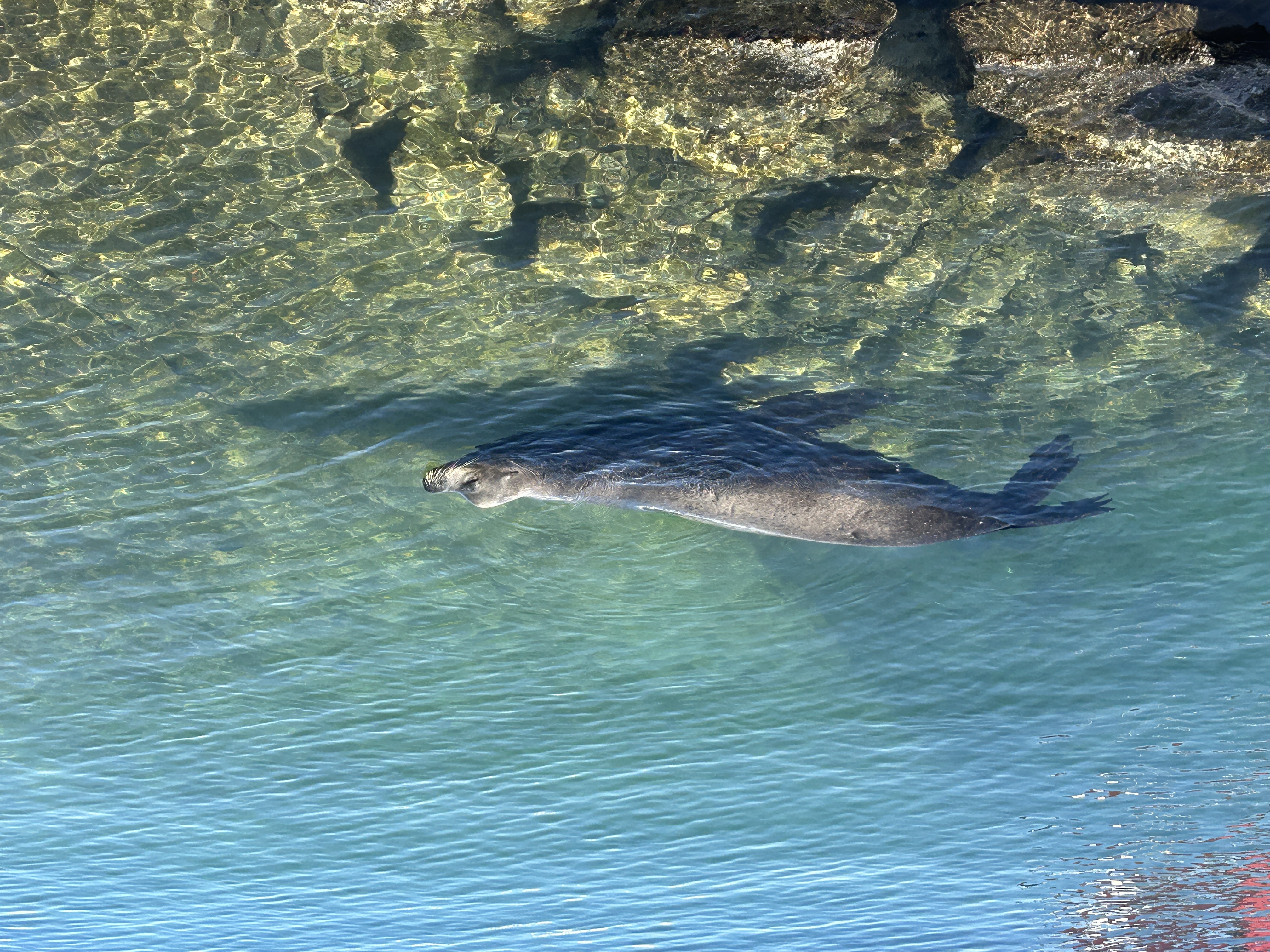 Sea lion
